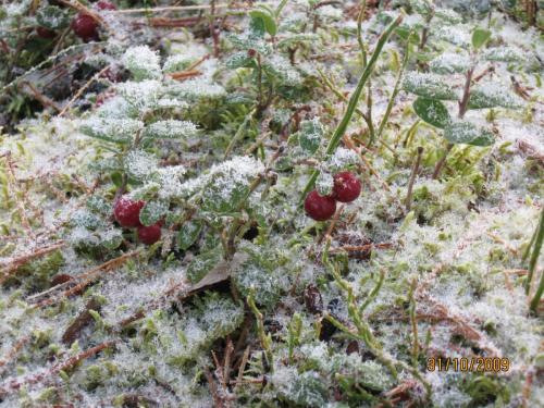 Metsällä 30.10.09 3