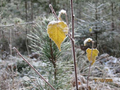 Metsällä 30.10.09 5