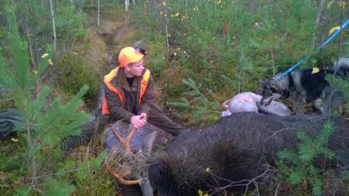 Paulin sarvipää